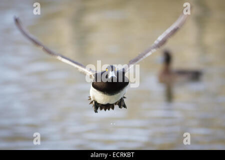 A Tufted Duck takes off. Stock Photo