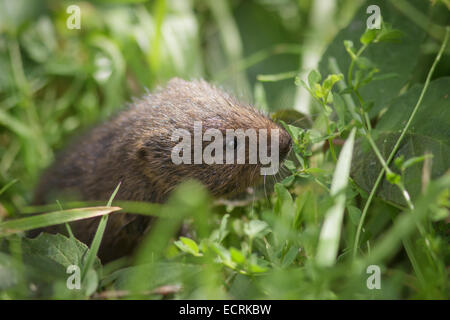A young Water Vole amonst the grass. Stock Photo