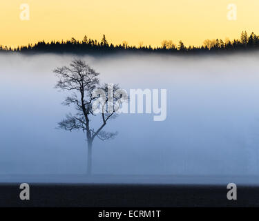 Tree covered in dense fog with a forest behind Stock Photo