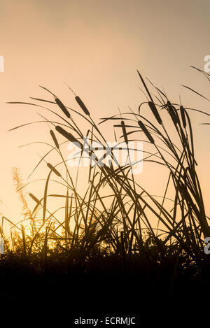 Sunrise through cattails, Stock Photo