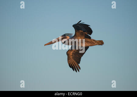 Brown Pelican in flight Stock Photo