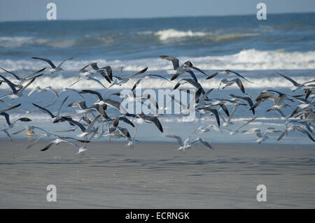 Gulls and Tern Shore birds fly from beach at Lighthouse Point Park, Ponce Inlet, Volusia County Florida USA