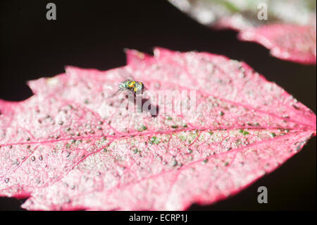 Fly on Hibiscus leaf Stock Photo