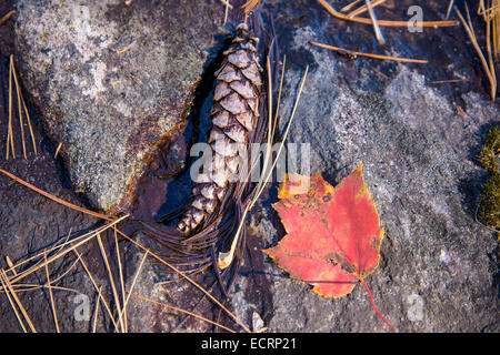 pine cone and maple leaf on rocks Stock Photo