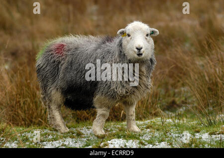 Female Sheep in the Cumbrian Mountains, England Stock Photo
