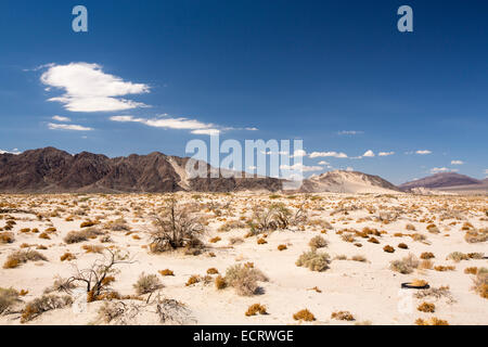 Tumbleweed growing in the Mojave Desert in California, USA. Stock Photo