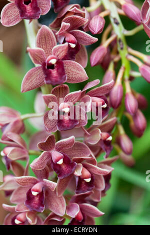 Cymbidium  orchid gainst tropical greens Stock Photo