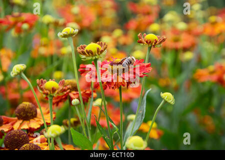 Helenium hybridum flowers and honeybee in the garden. Stock Photo