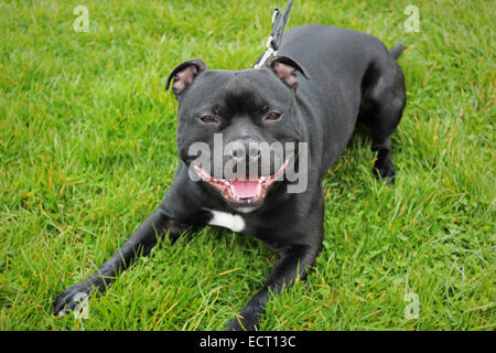 Staffordshire bull terrier with mouth open on grass Stock Photo