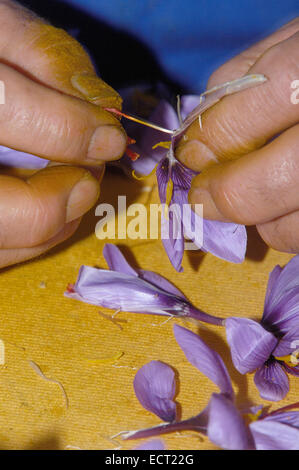 Extracting saffron flower stigmas, Madridejos, Toledo province, Castilla-La Mancha, Spain, Europe Stock Photo