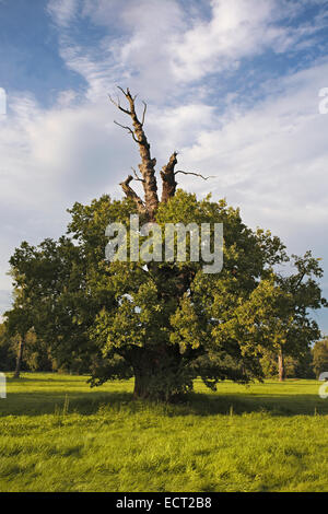 650-year-old oak on the floodplain meadows in summer, Middle Elbe Biosphere Reserve, Dessau-Rosslau, Saxony-Anhalt, Germany Stock Photo