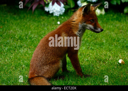 Inquisitive fox cub beautiful british hi-res stock photography and images -  Alamy