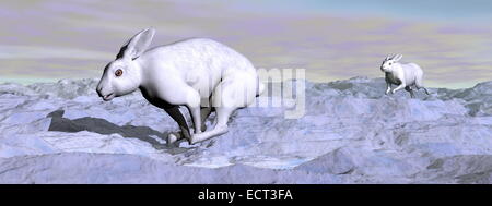 Two nice arctic hares running in the mountain snow by night Stock Photo