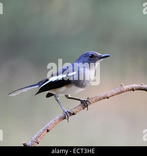 Beautiful black and white bird, female Oriental Magpie Robin (Copsychus saularis), standing on a branch, side profile Stock Photo