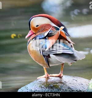 Beautiful male duck, Mandarin Duck (Aix galericulata), standing on the rock Stock Photo