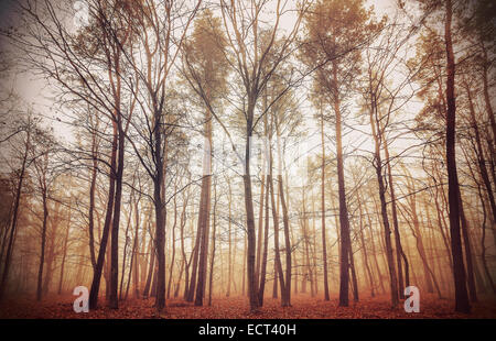 Retro filtered picture of a misty forest. Stock Photo