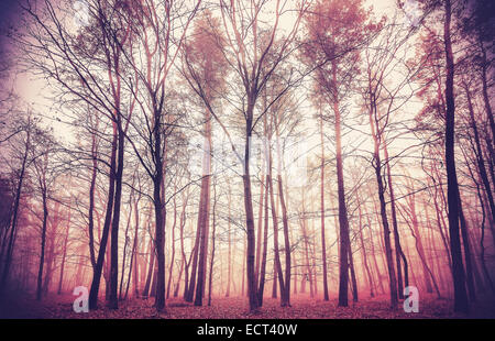 Retro filtered picture of mysterious forest background. Stock Photo