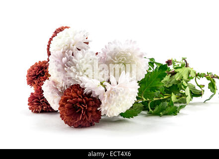 aster flowers on a white background Stock Photo