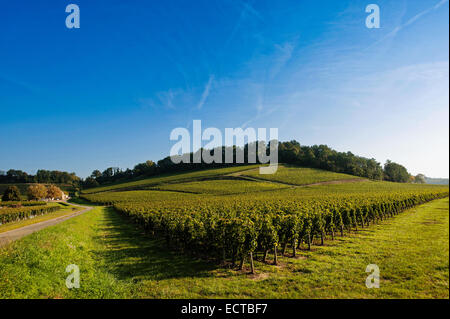 Vineyard Sunrise-Vineyards of Saint Emilion, Bordeaux Vineyards Stock Photo