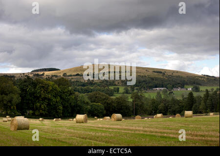 hay straw bales stand in a field on the Leith Hall estate in aberdeenshire Stock Photo