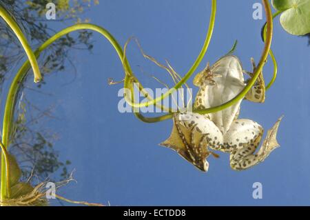 Marsh Frog (Rana ridibunda - Pelophylax ridibundus) floating at the surface among waterlilies underwater view Stock Photo