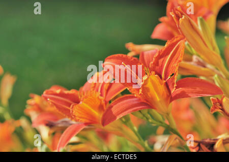 colorful and beautiful orange day lily on green background Stock Photo