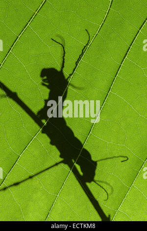 Brahmaea hearseyi caterpillar shadow on leaf. The larvae of this moth has many long head tubercules.  Native to southeast Asia. Stock Photo