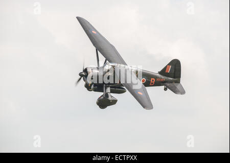 World War 2 Westland Lysander, used by the RAF during WW2, a vintage aircraft part of the Shuttleworth Collection flying over Old Warden Airfield. Stock Photo