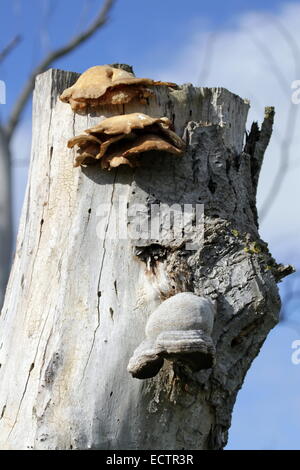 Polypore mushrooms on dead trunk and blue day Stock Photo