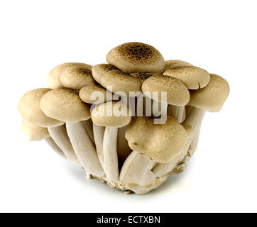 buna shimeji or brown beech mushrooms Stock Photo