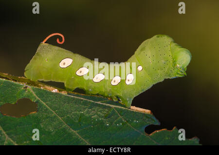 Pandora Sphinx Moth (Eumorpha pandorus) 4th instar caterpillar on wild grape. Stock Photo