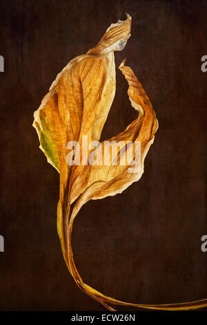 Hosta Leaves with textured background Stock Photo