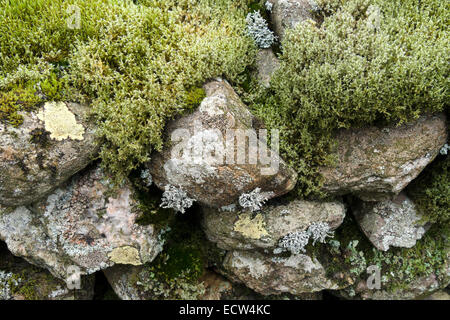 Drystone wall with lichen-covered stones, and rusted chain and ...