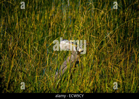 Great Blue Heron Stock Photo