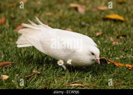 white dove on green lawn Stock Photo