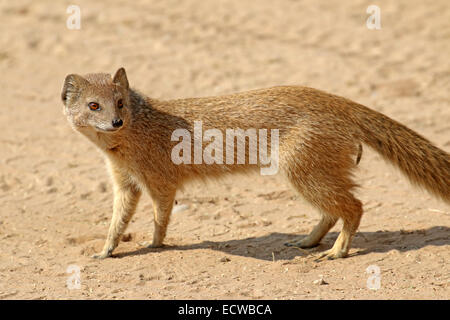 Yellow Mongoose Cynicitis Penicillata in the Kalahari desert Kgalagadi Transfrontier National Park Northern Cape South Africa Stock Photo