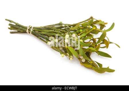 Bunch of mistletoe isolated on a white studio background. Stock Photo