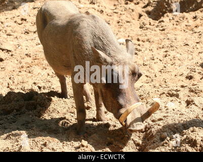 Close-up of a Male African Northern warthog (Phacochoerus africanus africanus) with large tusks Stock Photo