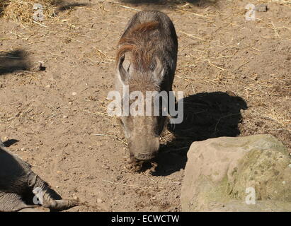 Female African warthog (Phacochoerus africanus) Stock Photo