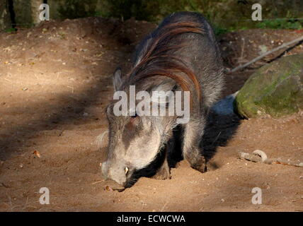 Female Northern African warthog (Phacochoerus africanus africanus) Stock Photo