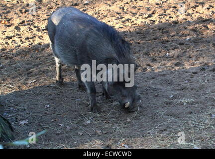 Female African warthog (Phacochoerus africanus) Stock Photo
