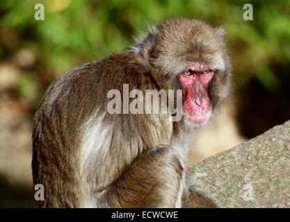 mature Japanese macaque or Snow monkey (Macaca fuscata) portrait Stock Photo