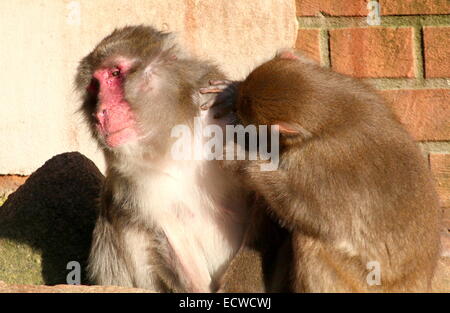 Mature Japanese macaque or Snow monkey (Macaca fuscata) being groomed by a youngster at Amersfoort Zoo, The Netherlands Stock Photo