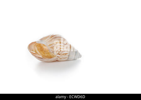 Seashell on a white background with space for text Stock Photo