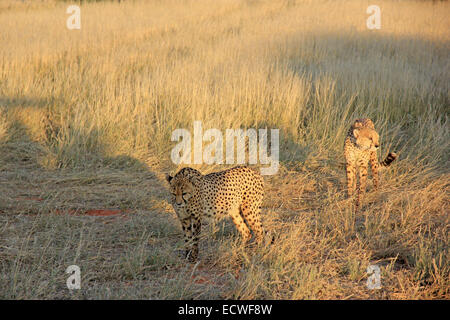 Couple of cheetahs walking in the savannah, Namibia Stock Photo