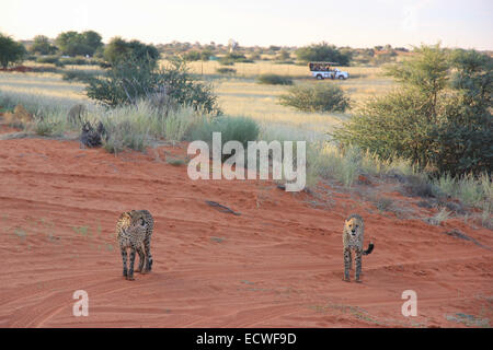 Couple of cheetahs during the safary in the savannah, Namibia Stock Photo