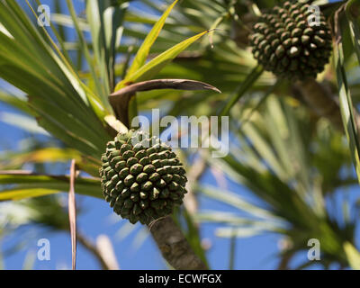 Fruit of Screw Pine / Screw Palm / Pandan- Pandanus  order Pandanales, family Pandanaceae. Okinawa, Japan Stock Photo