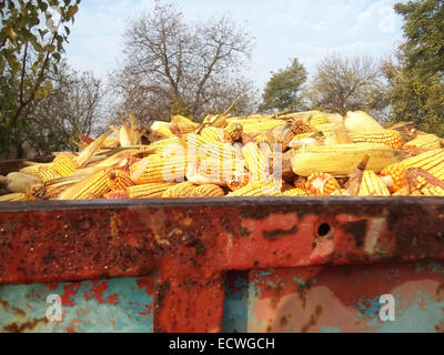 Corn cobs drying in the sun Stock Photo
