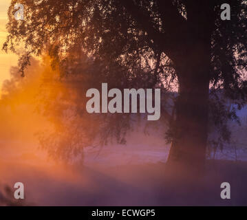 Alone tree with sun and color red orange yellow sky Stock Photo - Alamy