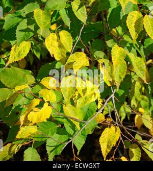 Carpinus laxiflora ( Hornbeam Species ) Stock Photo